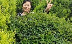 无码精品人妻一区二区三A片